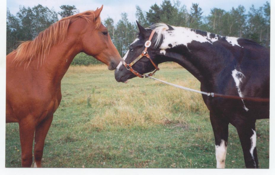 kissinghorses.jpg